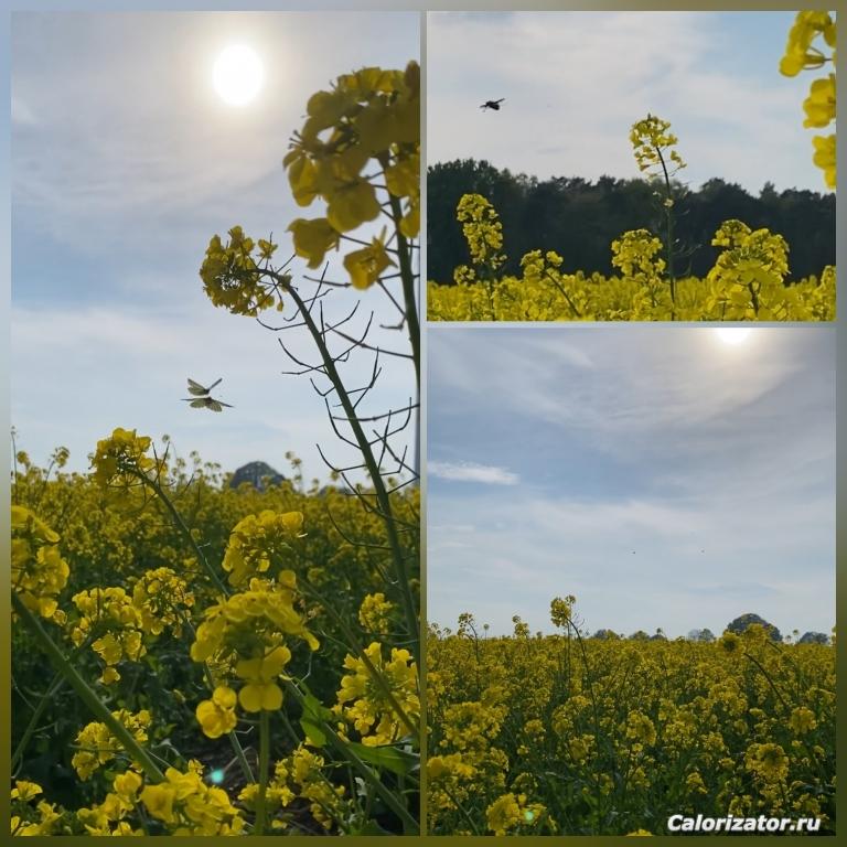 photo-output
