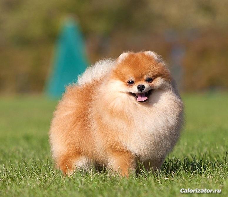 Pomeranskij-shpic