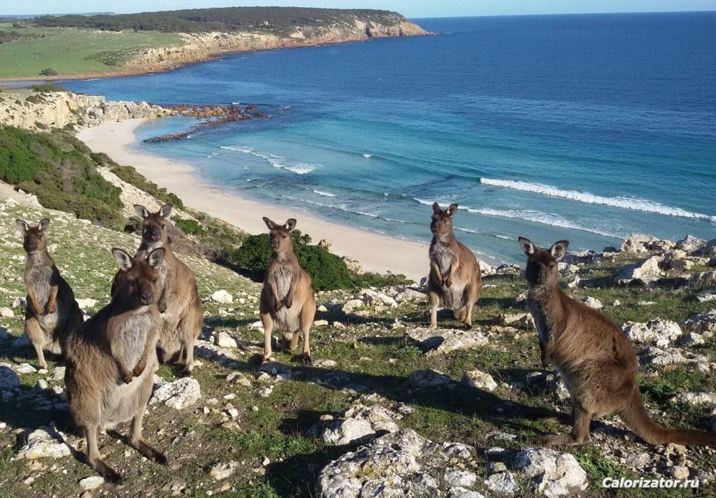 Kangaroo-Island-Australia-2