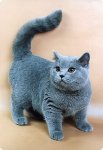 короткошерстная британская голубая кошка