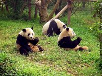 800px-Chengdu-pandas-d10