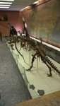 А это скелеты динозавров в ряд