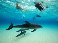 Zanzibar dolphin-1