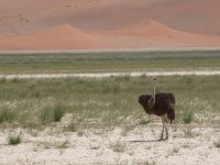 Соссусвлей, Намиб-животные в заповеднике