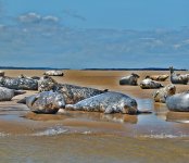 Grey seals, Stiffkey, Norfolk