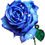 Синяя роза (3)