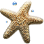 Морская звезда (2)